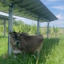 Cow under a solar panel