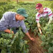 Two white male farmers in a field of crops