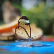 A transparent butterfly